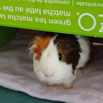 Thumbnail photo of Honeybuns #3