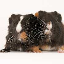 Thumbnail photo of Sugar and Butter #1