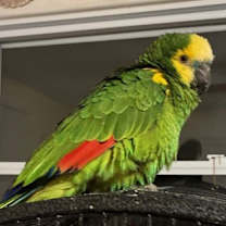 Thumbnail photo of Ricky #2