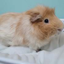 Thumbnail photo of Baron Buttercup #3