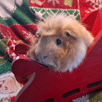 Thumbnail photo of Baron Buttercup #4