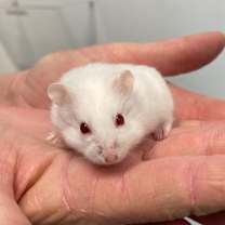 Thumbnail photo of Hammy  #2