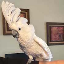 Thumbnail photo of Frankie #3