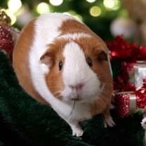 Thumbnail photo of Ellen #1