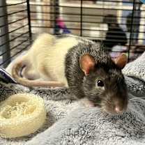 Thumbnail photo of Cat Bait #1