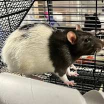 Thumbnail photo of Cat Bait #2