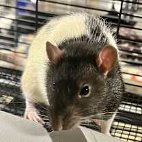 Thumbnail photo of Cat Bait #3