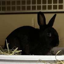 Thumbnail photo of Iggy #3