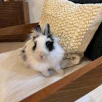 Thumbnail photo of Antoine #4