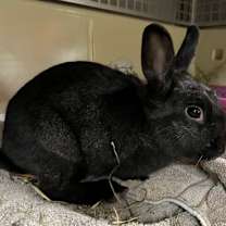 Thumbnail photo of Iggy #1