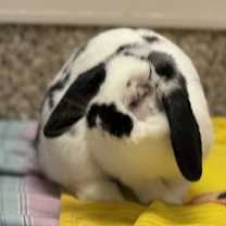 Thumbnail photo of Moomoo #3