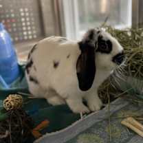 Thumbnail photo of Moomoo #4