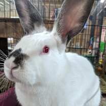 Thumbnail photo of Pesto #1