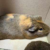 Thumbnail photo of Max #1