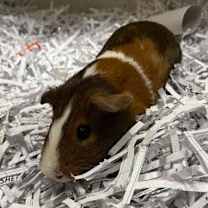 Thumbnail photo of Armadillo #2