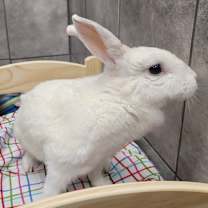 Thumbnail photo of MARSHMELLOW #2