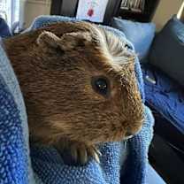 Thumbnail photo of Oreo #1