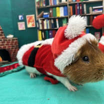 Thumbnail photo of Marshmallow #2