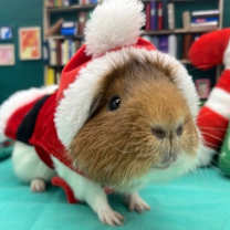 Thumbnail photo of Marshmallow #4