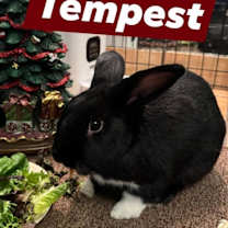 Thumbnail photo of Tempest wants a friend! #1