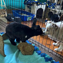 Thumbnail photo of Tempest wants a friend! #4