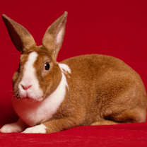 Thumbnail photo of Brioche #1