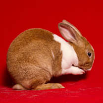 Thumbnail photo of Brioche #2