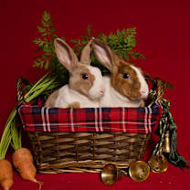 Thumbnail photo of Brioche #3