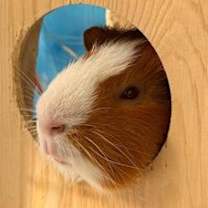 Thumbnail photo of Beans #3