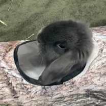 Thumbnail photo of Falkor #3