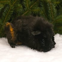 Thumbnail photo of ARMENIA #1