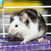 Thumbnail photo of Checkers #1