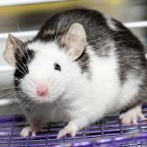 Thumbnail photo of Checkers #2