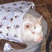 Thumbnail photo of Wiggy #1