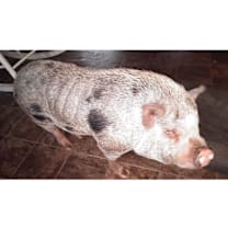 Thumbnail photo of Wiggy #2