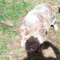 Thumbnail photo of Wiggy #3