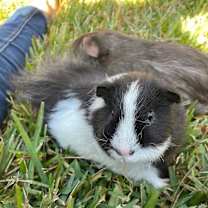 Thumbnail photo of Chipper and Theo, Guinea Pigs in Gainesville FL #2