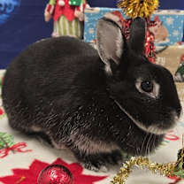 Thumbnail photo of Tiara #2