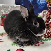 Thumbnail photo of Tiara #4