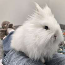 Thumbnail photo of Bumbles #1