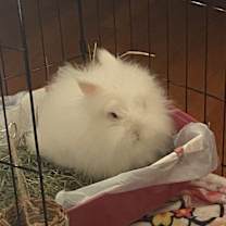 Thumbnail photo of Bumbles #2