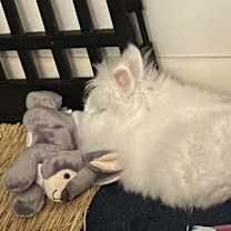 Thumbnail photo of Bumbles #3