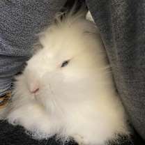 Thumbnail photo of Bumbles #4