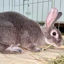 Thumbnail photo of Outlaw #4