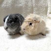 Thumbnail photo of Angel #4