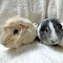 Thumbnail photo of Turtle #4