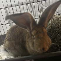 Thumbnail photo of Cesar #3