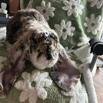 Thumbnail photo of Oliver Twist #4