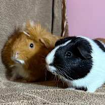 Thumbnail photo of Sam and Dean #1