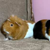 Thumbnail photo of Sam and Dean #4